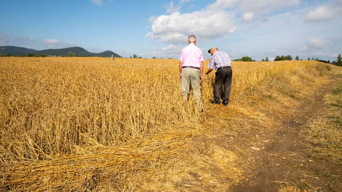 Mari Luz Cano: "La granizada en Álava ha sido inédita por cantidad y virulencia"
