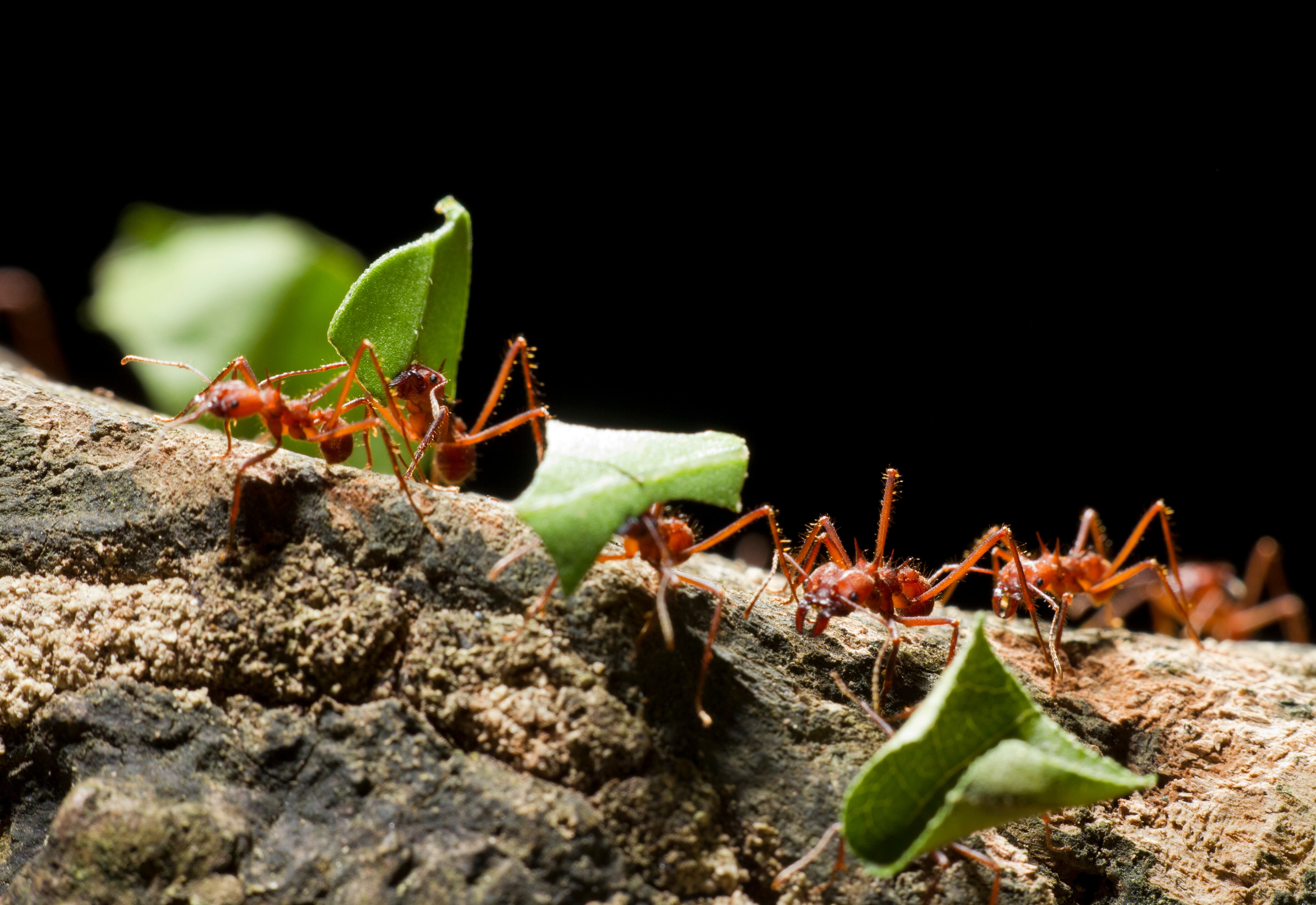 Hormigas recolectando