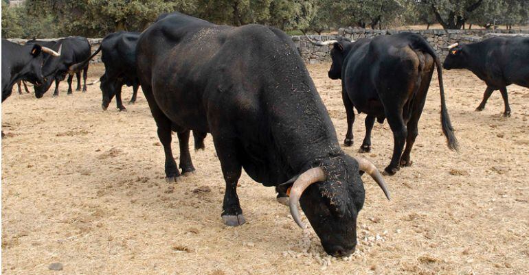 Ganadería en la sierra norte de Madrid