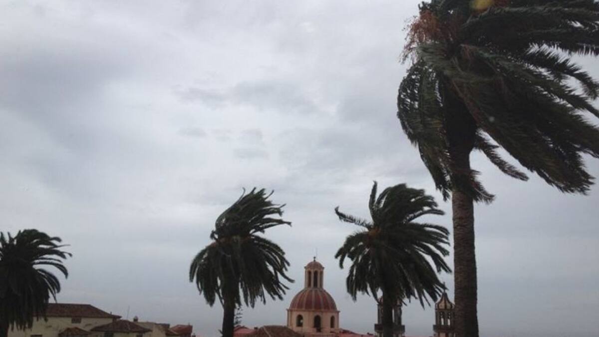 El viento tira árboles en Tacoronte, Tegueste, El Sauzal y Guía de Isora
