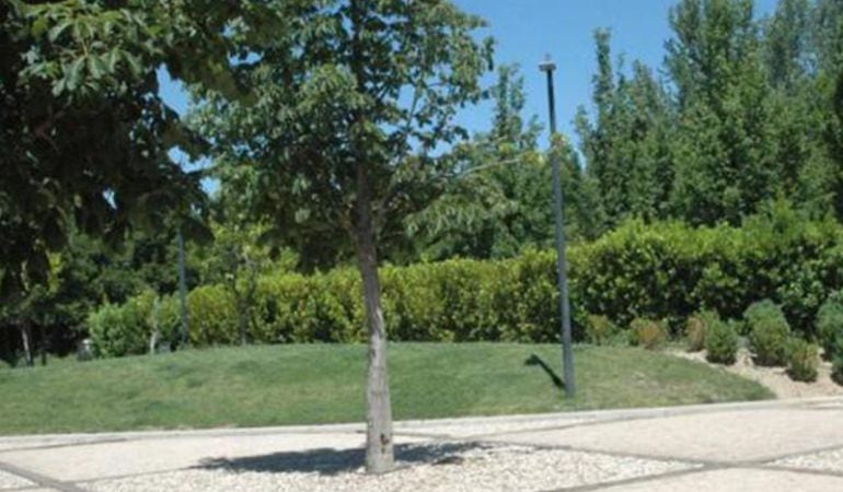 El Ayuntamiento acordará con los vecinos los árboles con riesgo de caida que se tendrán que talar.