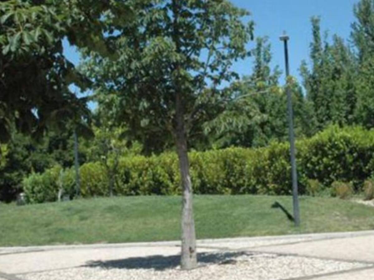 500.000 euros para talar árboles ‘peligrosos' en la ciudad