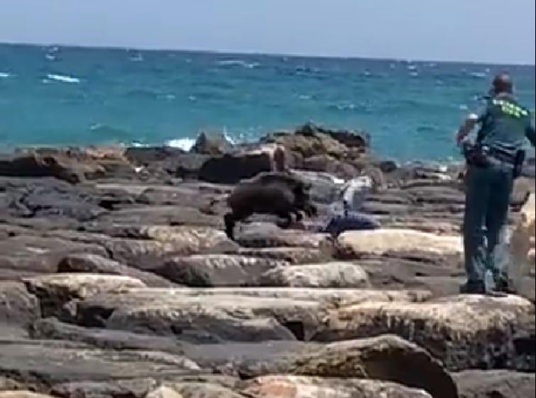 Fotograma del vídeo en el que el jabalí ataca a un civil en la playa de El Campello