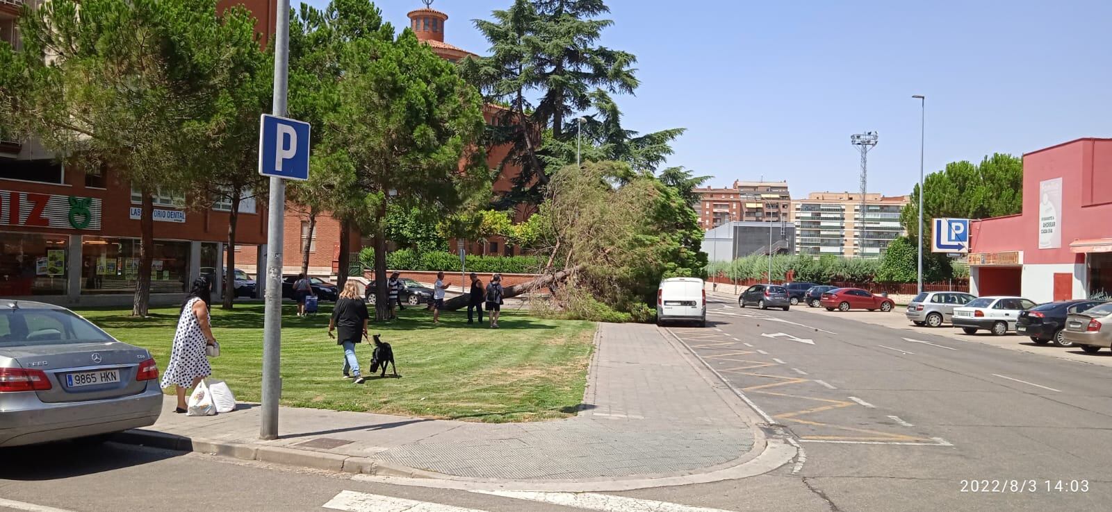 Árbol caído en la calle Doctor Fleming de Palencia