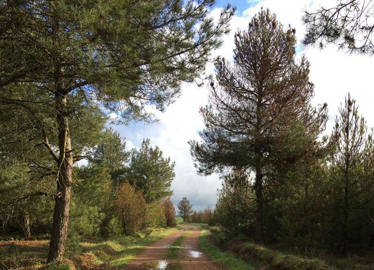 Pinos en la zona norte de la provincia