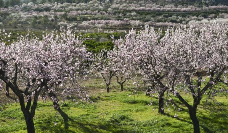 Almendros en flor en la montaña de Alicante