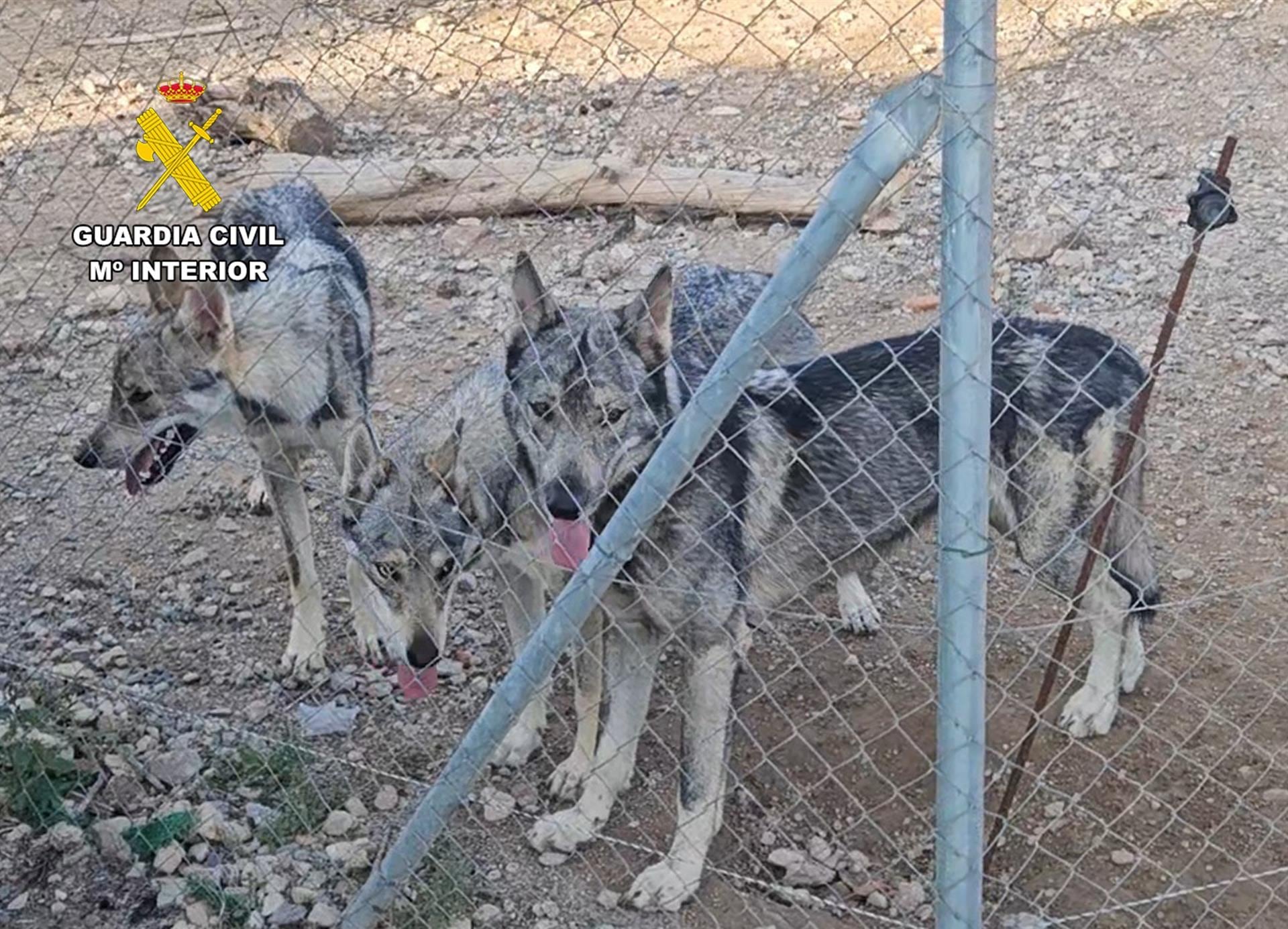 Los lobos que un vecino de Lorca (Murcia) tenía en su parcela como si fueran mascotas