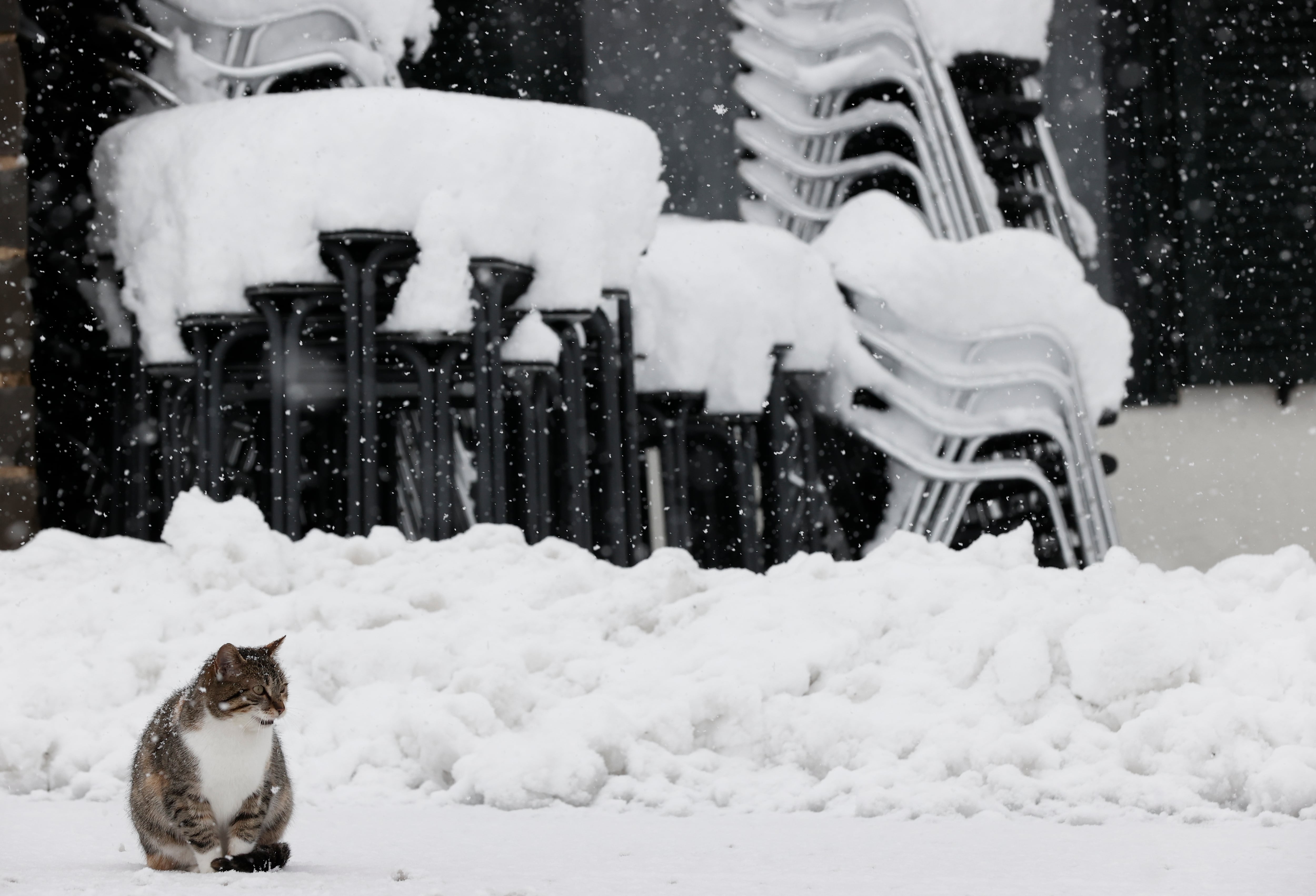 Un gato sobre la carretera de un calle de Roncesvalles donde la situación meteorológica mejora esperando que el temporal se vuelva a recrudecer a partir de esta tarde y la jornadas siguientes donde se esperan intensas nevadas.