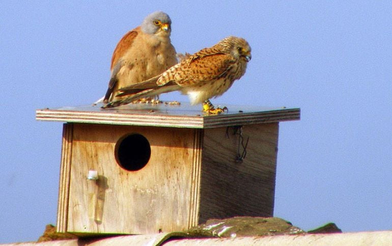 Una parella de xoriguer petit.