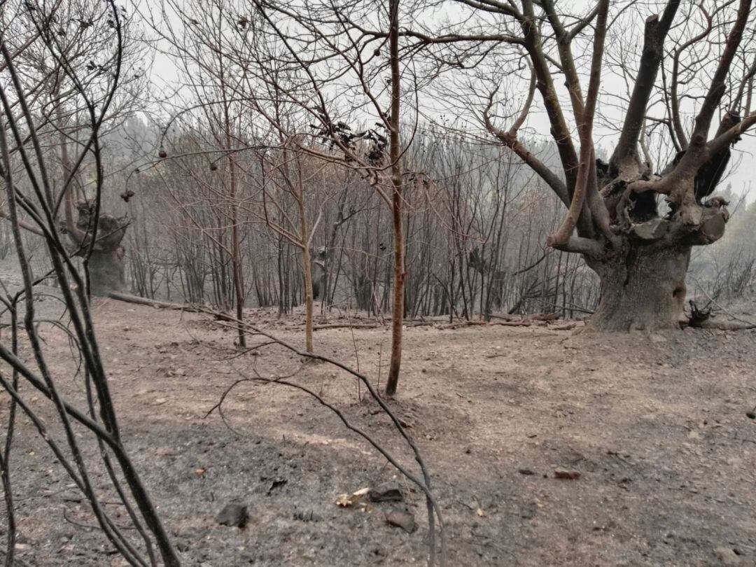 Efectos de un incendio