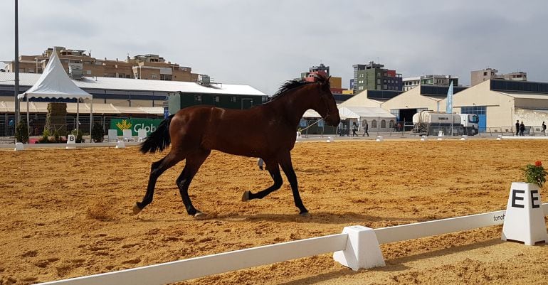 El caballo ha sido el protagonista de EXPOVICAMAN en este 2018