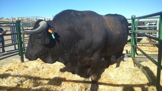 Primer Premio en la categoría de macho con más de 48 meses. El ejemplar pertenece a la ganadería de Julián Jiménez Jiménez