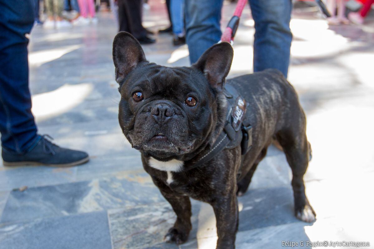 La nueva ordenanza municipal multará el maltrato animal