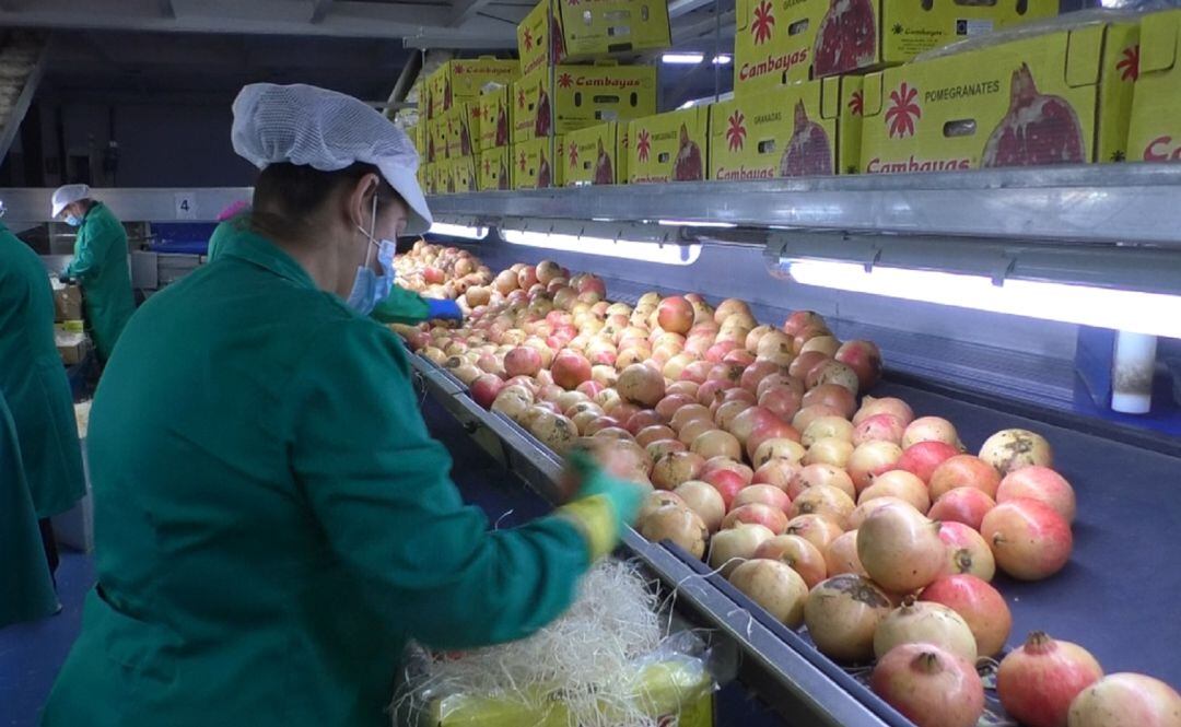 Preparación de las granadas para enviar a residentes en el extranjero.