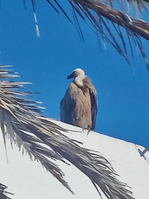 Buitre localizado en la Playa de Tavernes que podría haber huido del incendio.