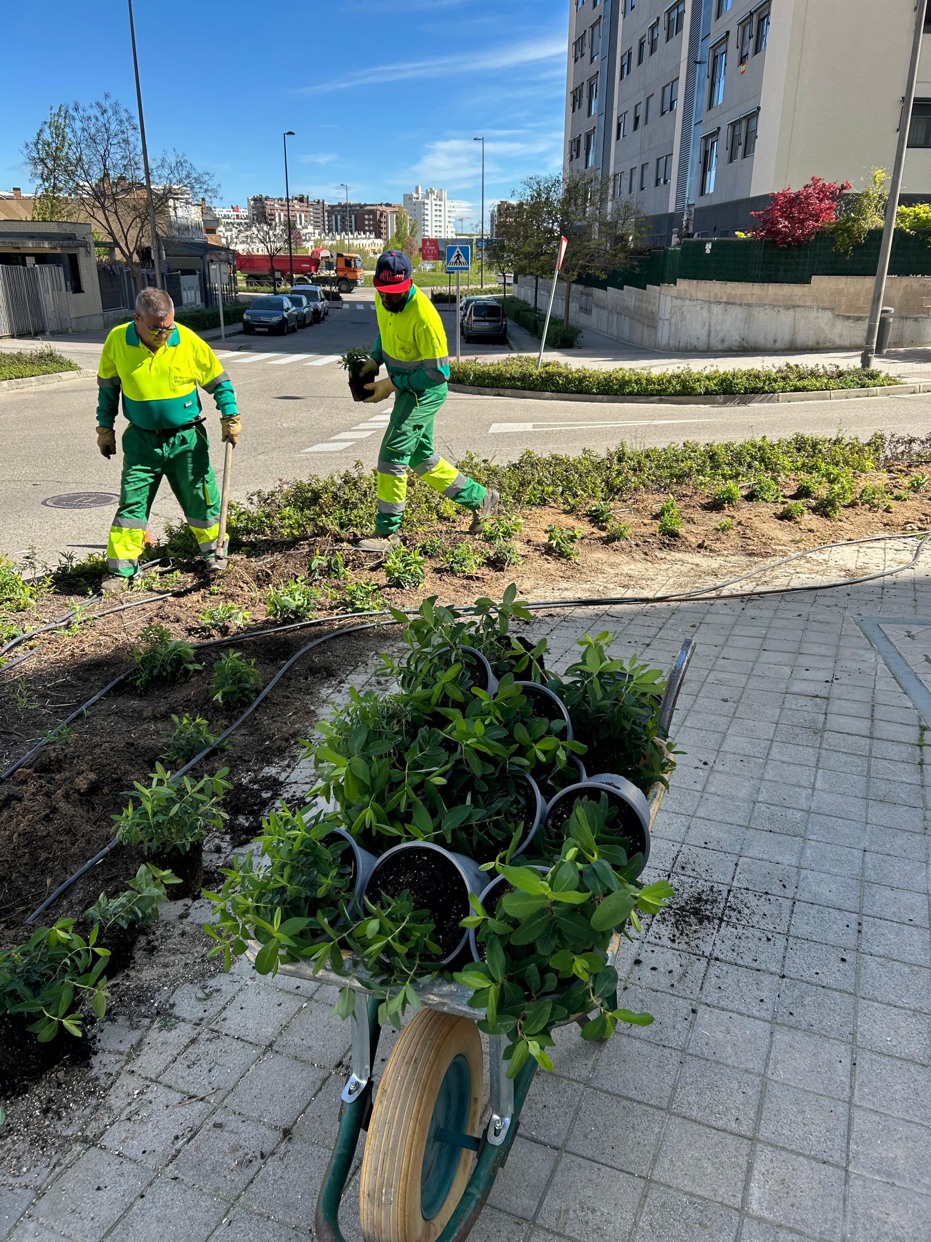 La campaña ha contado con una inversión de 110.000 euros y ha permitido reponer ejemplares en el Parque Central y la plantación de árboles en diferentes puntos