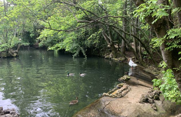 Los patos del Campo Grande de Valladolid