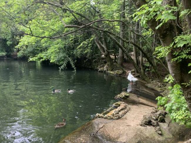 Los patos del Campo Grande de Valladolid