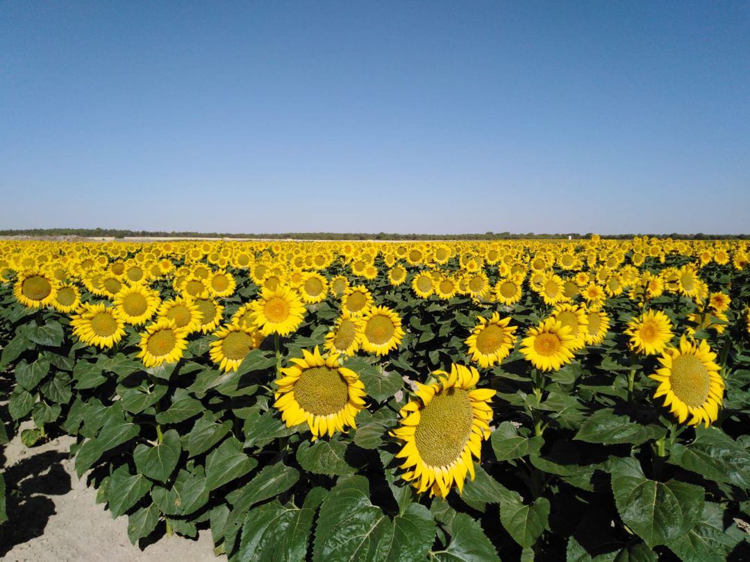 La cosecha de girasol no será buena en la zona sur de Valladolid por la baja humedad