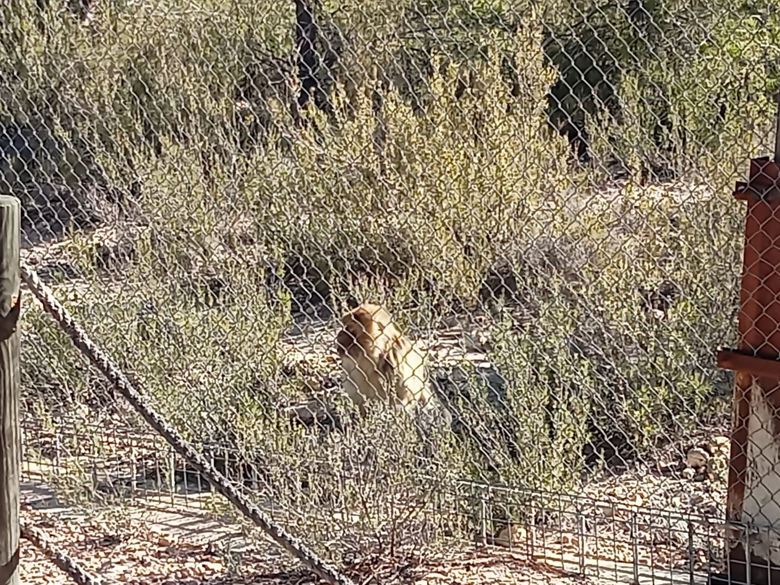 Uno de los primates