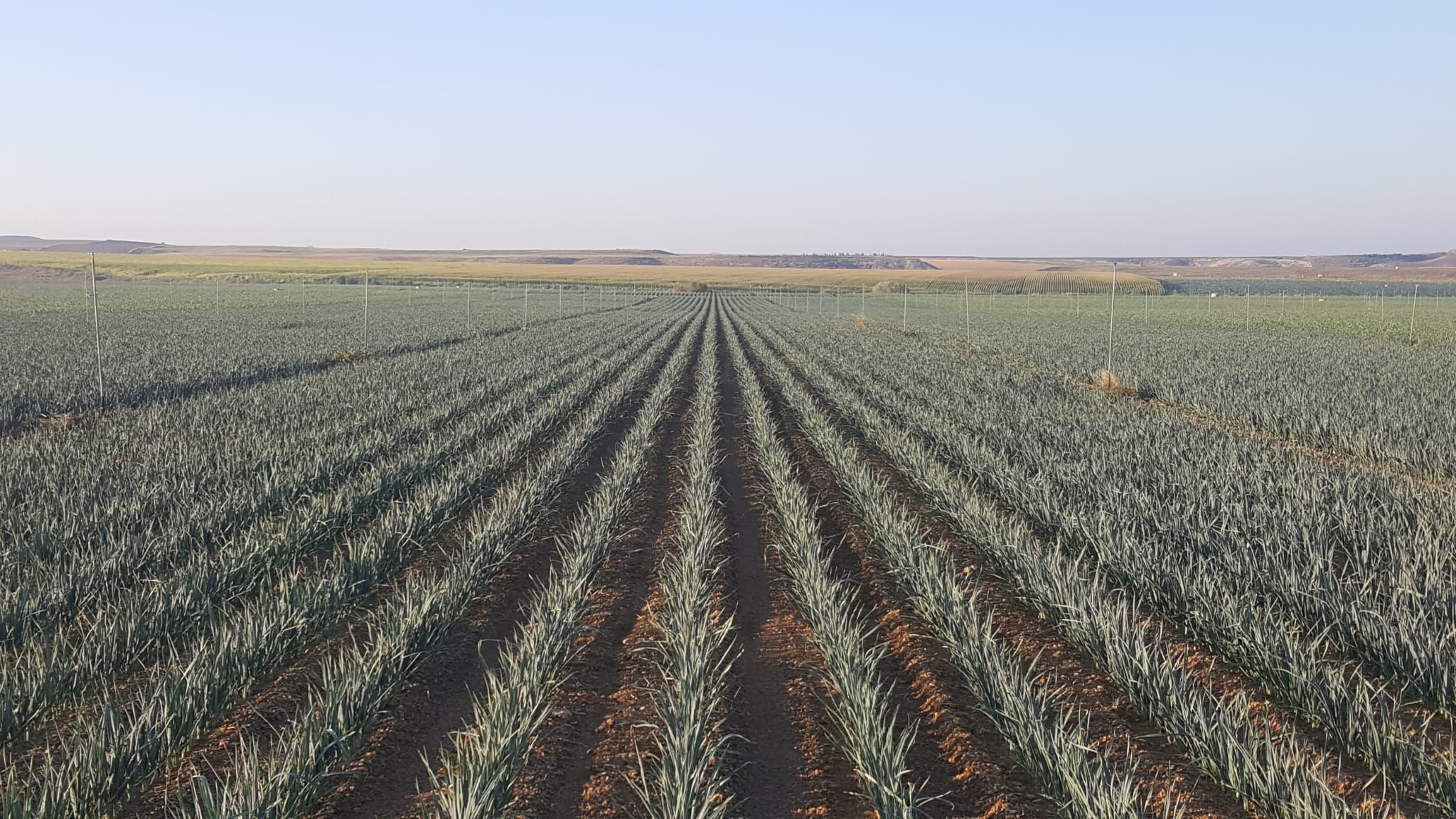 Campo de puerros de SAT GAVILL en Ejea de los Caballeros (Zaragoza)