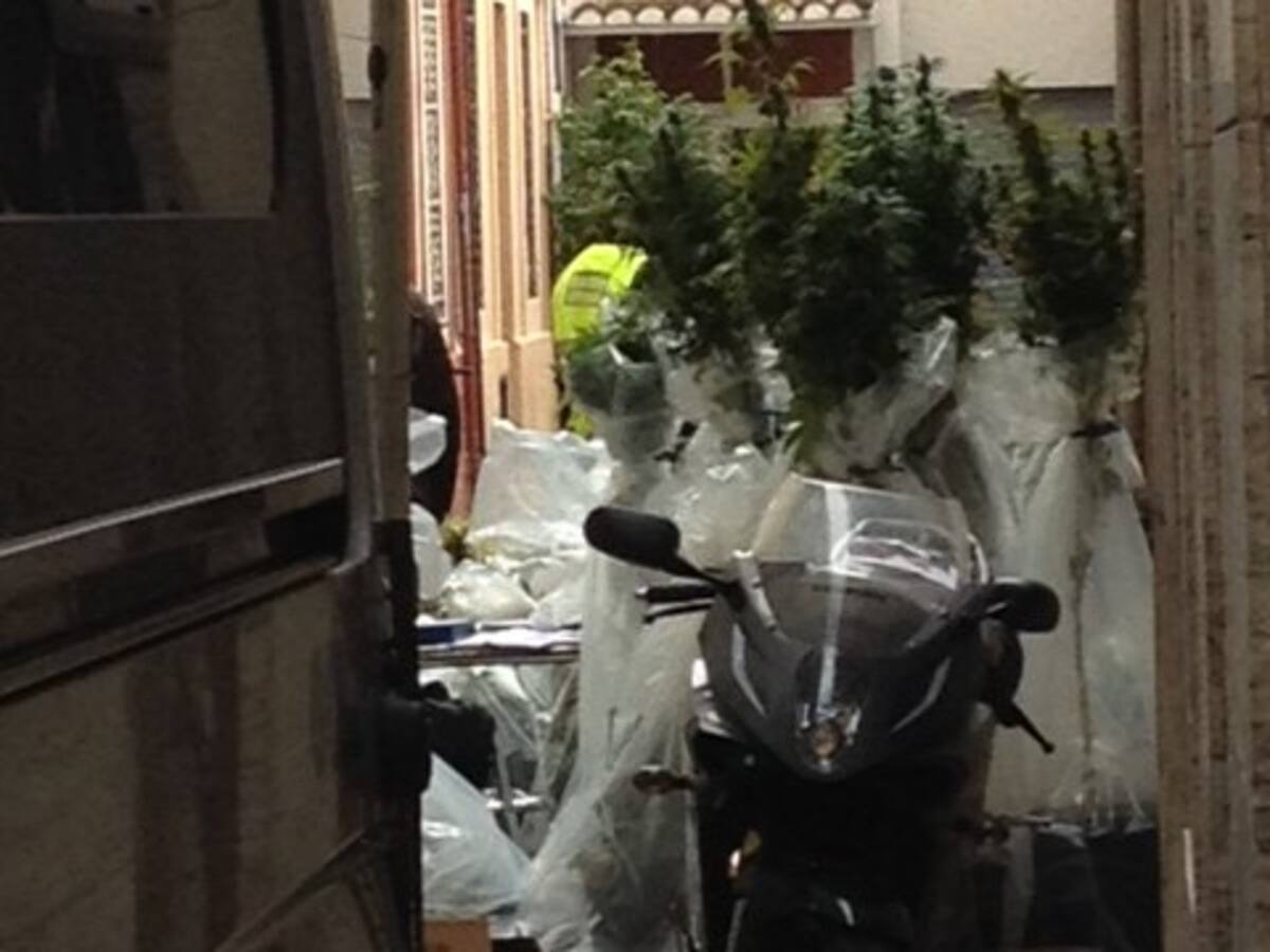 Contra les plantacions urbanes de marihuana