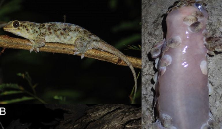 Así es la nueva especie de gecko.