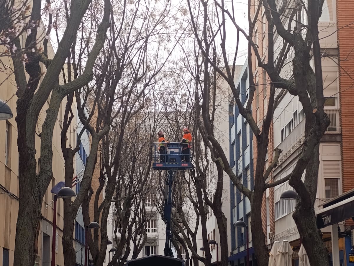 358 árboles han sido talados en Ciudad Real a consecuencia del temporal