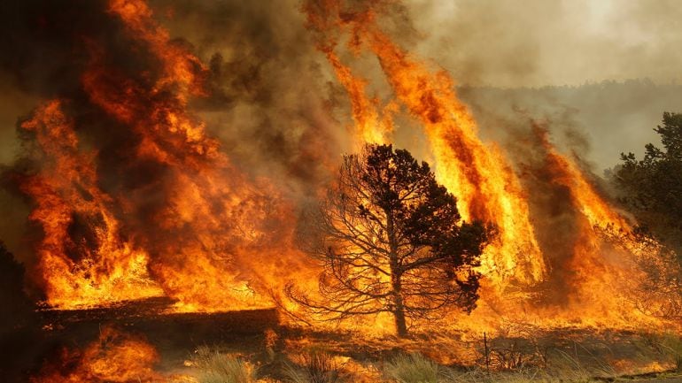 El 96% de los fuegos que arrasan los bosques son provocados por el hombre