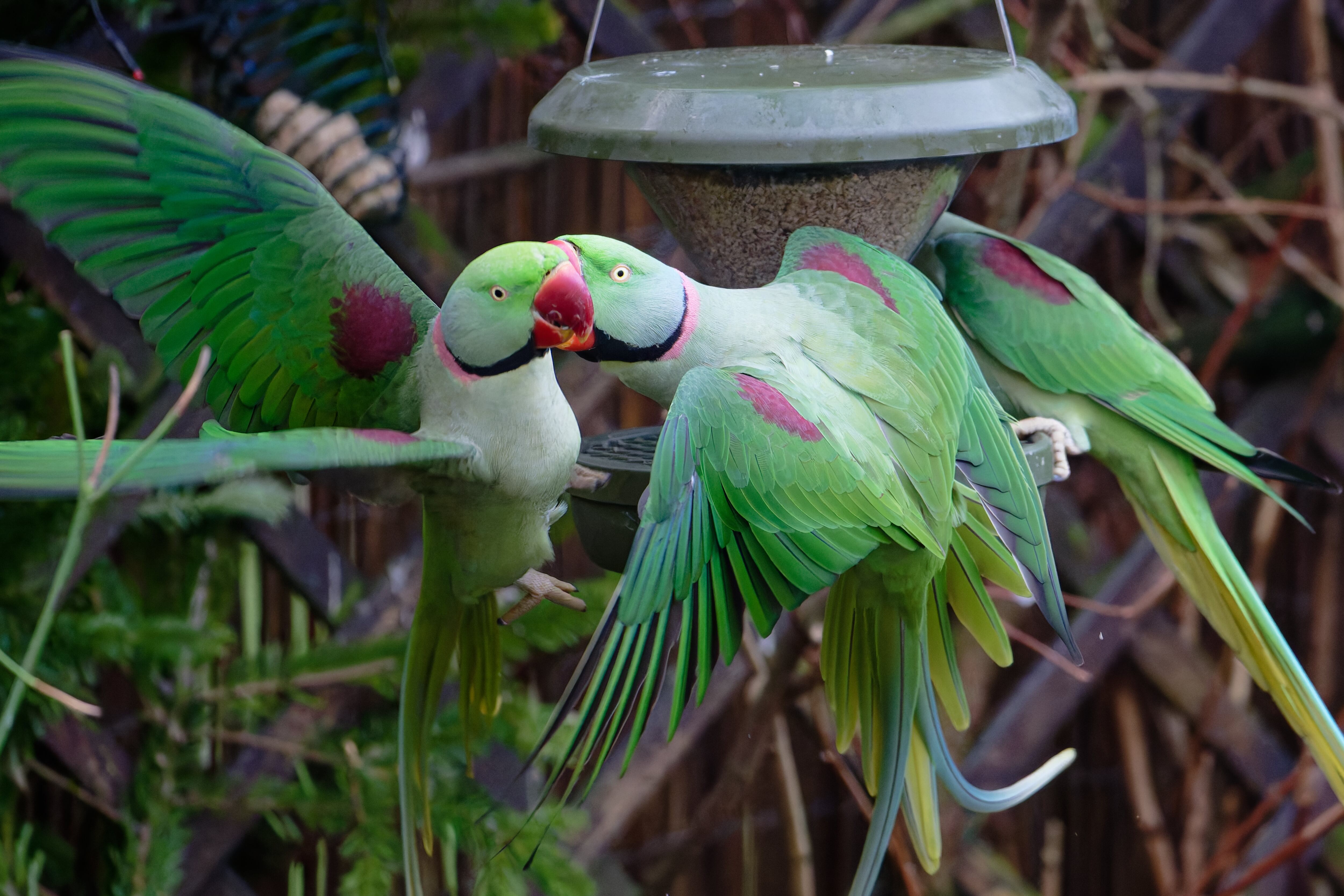 Una pareja de periquitos.