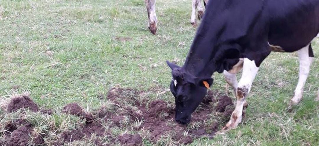 Vaca pastando en el campo