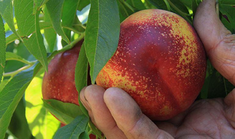 La Junta destina ayudas al sector agroalimentario.