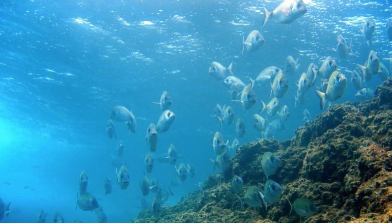 Fondos de El Hierro en el Mar de Las Calmas