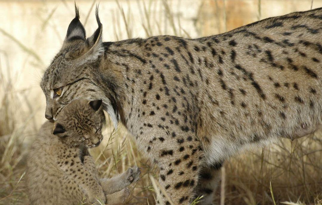 Lince ibérico en una imagen de archivo.