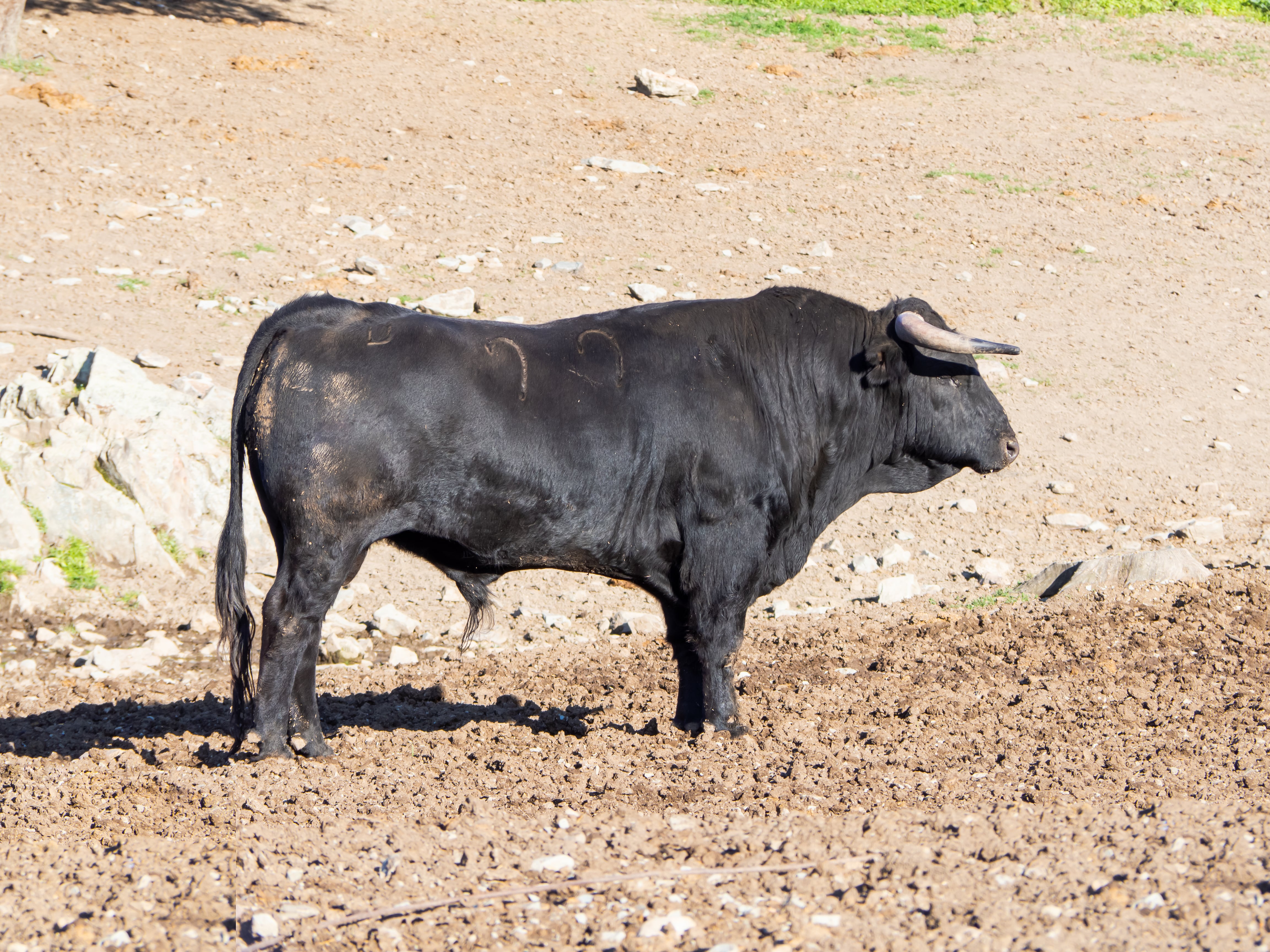 Imagen de un toro bravo.