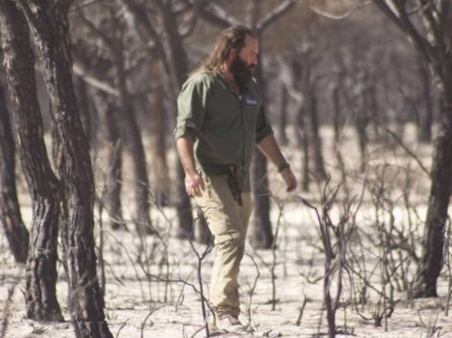 Bosque devastado por el fuego
