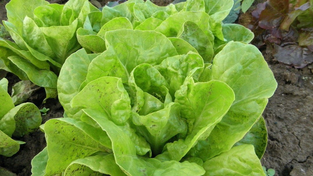 Una lechuga en un huerto murciano