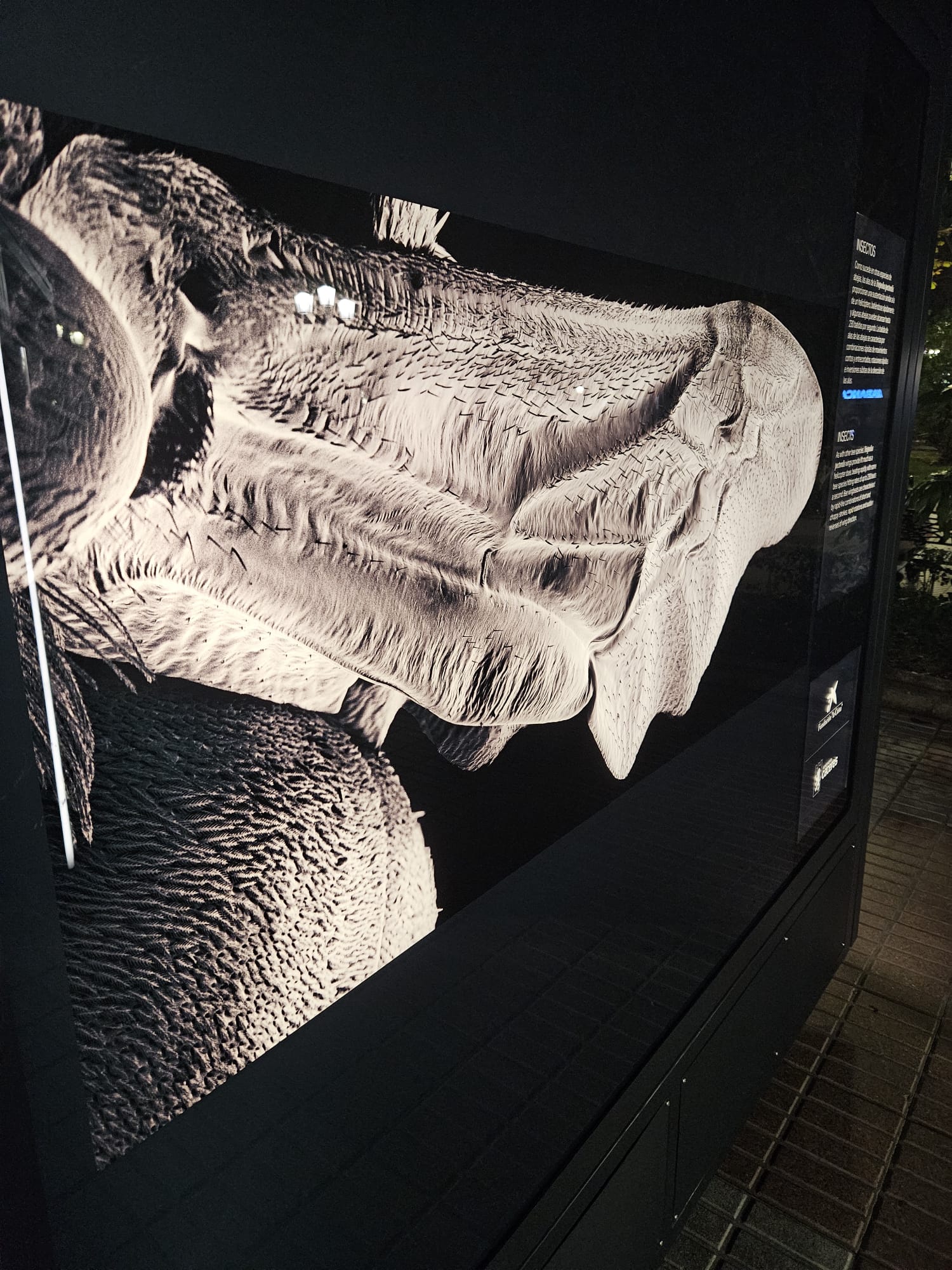 El ala de una abeja micrografiada con un microscopio electrónico de barrido.