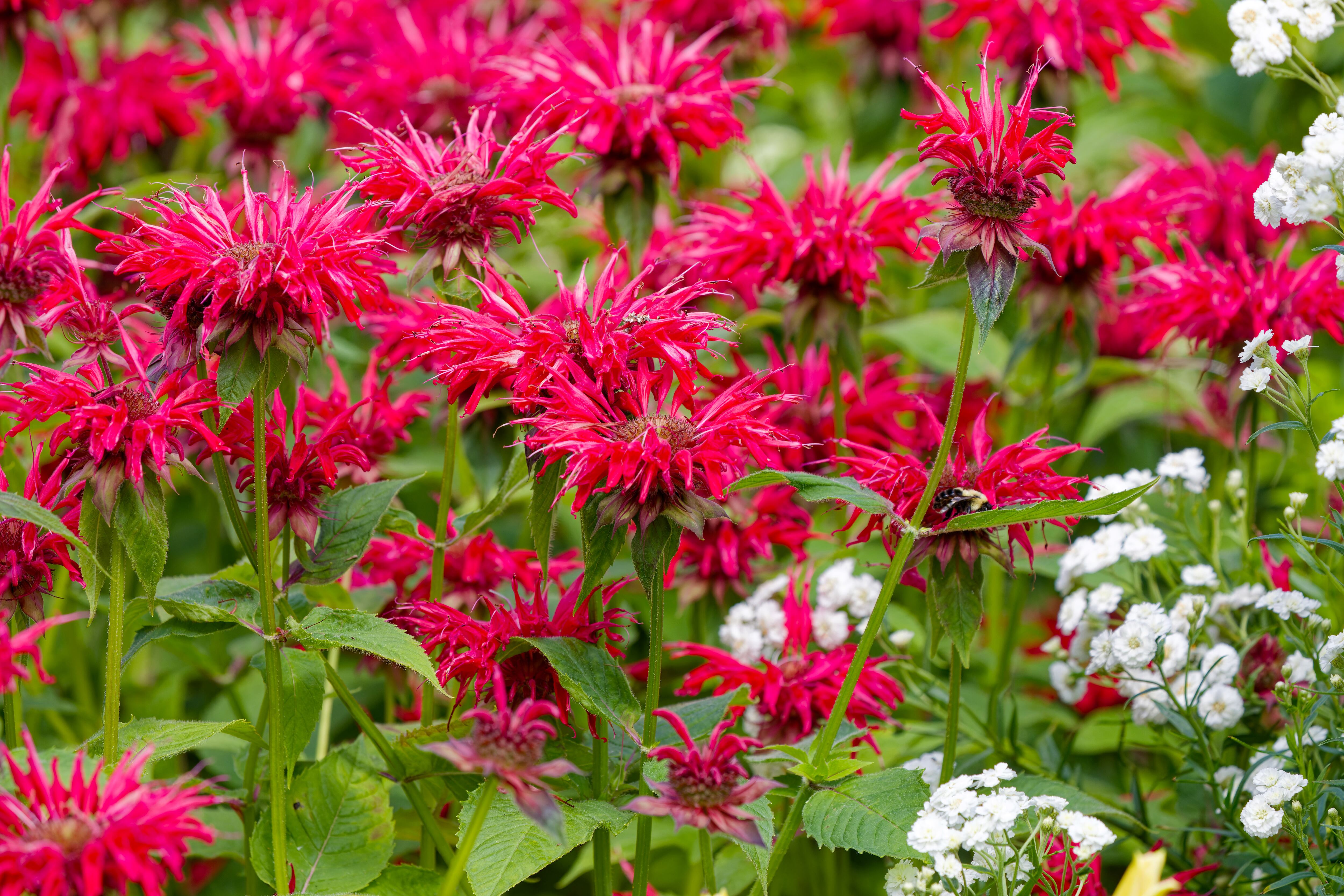 Monarda