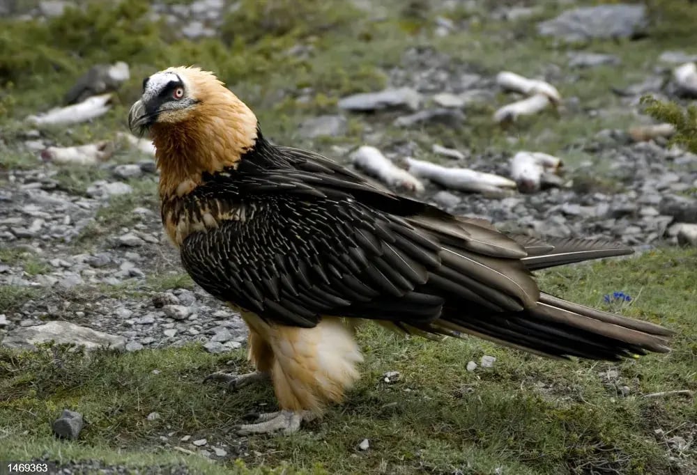 Continúa el trabajo de la conservación del Quebrantahuesos en el Pirineo