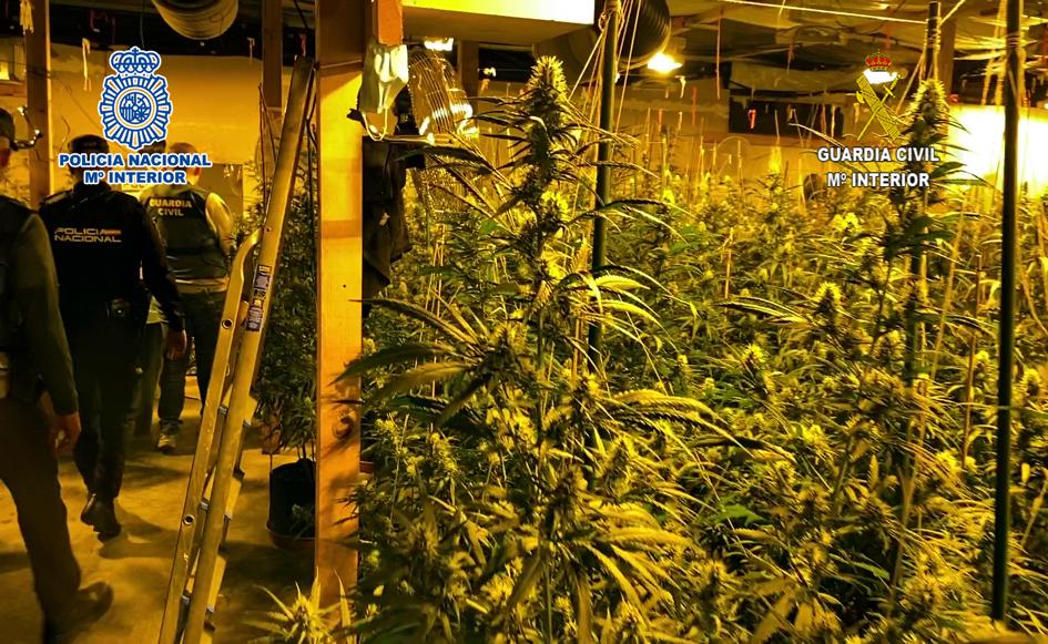 Detienen a cuatro personas por un robo con fuerza y descubren una plantación de marihuana en Elda