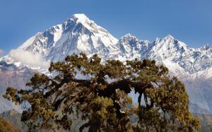 El Dhaulagiri se le resiste a Carlos Soria