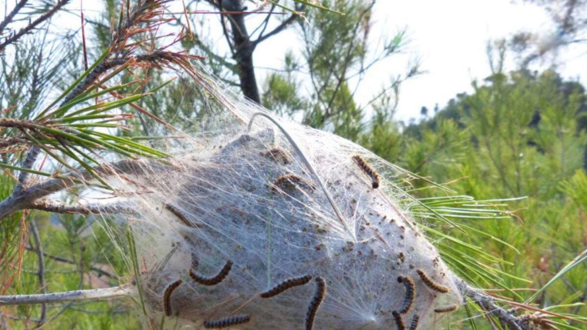 Hablamos con Pedro Fernández, concejal de Servicios Públicos de Tres Cantos, por la campaña de endoterapia y ajardinamientos de distintas zonas de la ciudad