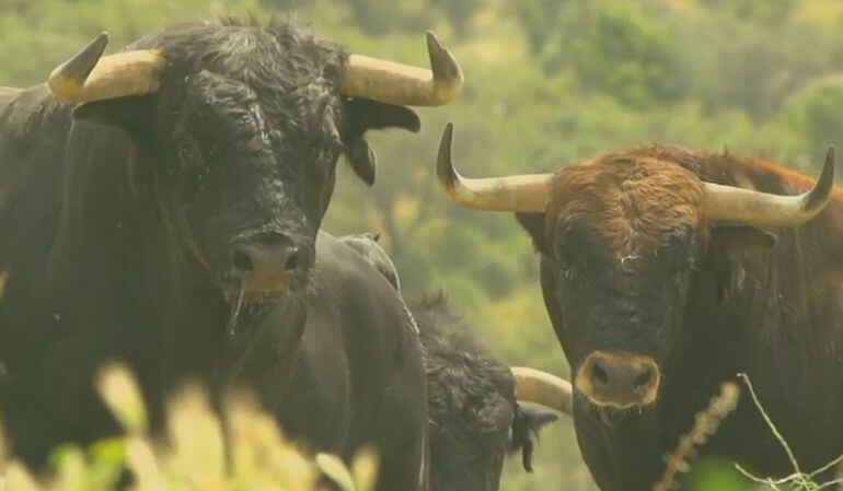 La provincia de Jaén cuenta con 80 ganaderías en su territorio