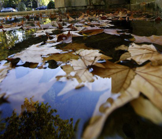 Hojas teñidas con los colores ocres del otoño en el Paseo de Recoletos de Madrid.