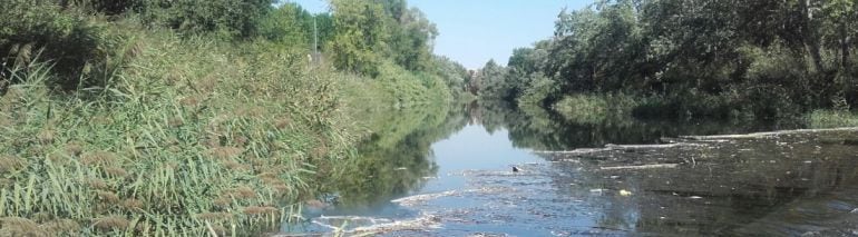 El río Henares a su paso por Nueva Alcalá