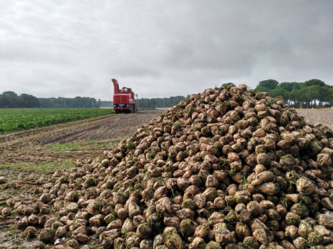 Remolacha en una plantación de Jerez