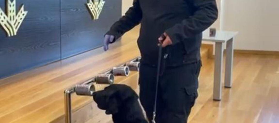 Perros trabajando en las oficinas de la Caja Rural de Jaén.