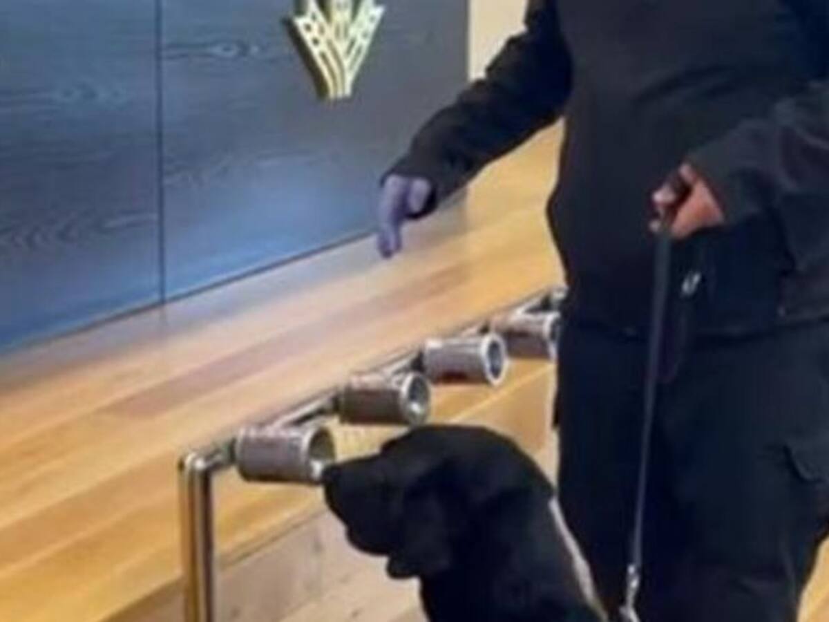 La Caja Rural de Jaén busca posibles casos de Covid entre sus trabajadores con la ayuda de perros rastreadores