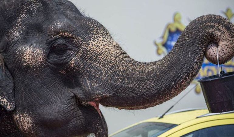 Casi todos los municipios del sur de Madrid han prohibido la instalación de circos que usen animales